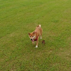 犬と過ごす「ドッグガーデン」のある庭
