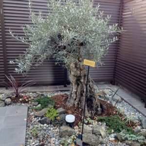 古木オリーブが佇む庭